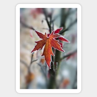 Maple In Frost Sticker